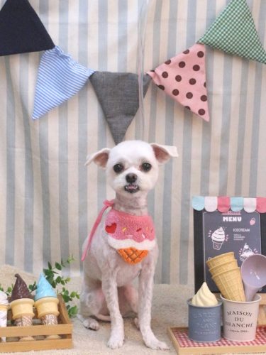 20250518きなこちゃん